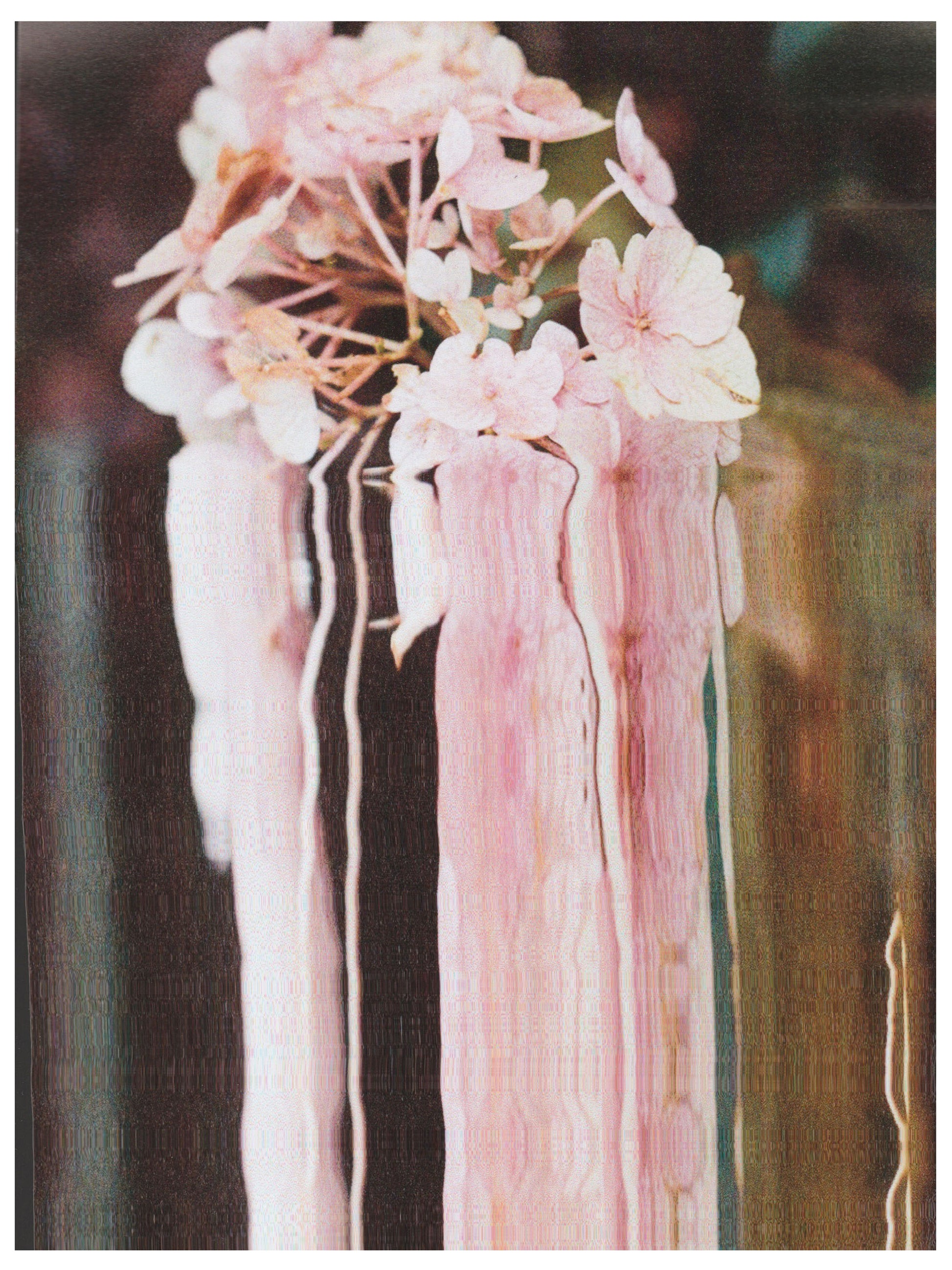 scanography of 35mm flower photograph against blurred background